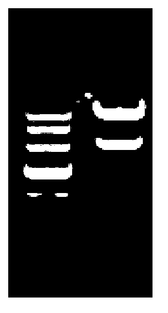 Methicillin-resistant staphylococcus aureus (MRSA) vaccine recombinant protein antigen HI2 and preparation method and application thereof