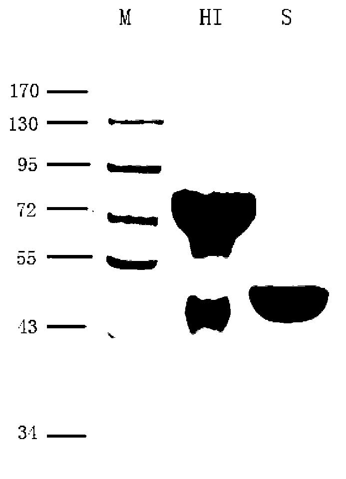 Methicillin-resistant staphylococcus aureus (MRSA) vaccine recombinant protein antigen HI2 and preparation method and application thereof