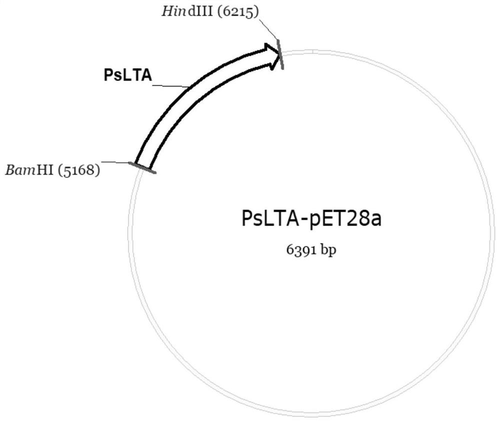 High-temperature-resistant L-threonine aldolase and application thereof to synthesis of p-methylsulfonyl phenyl serine