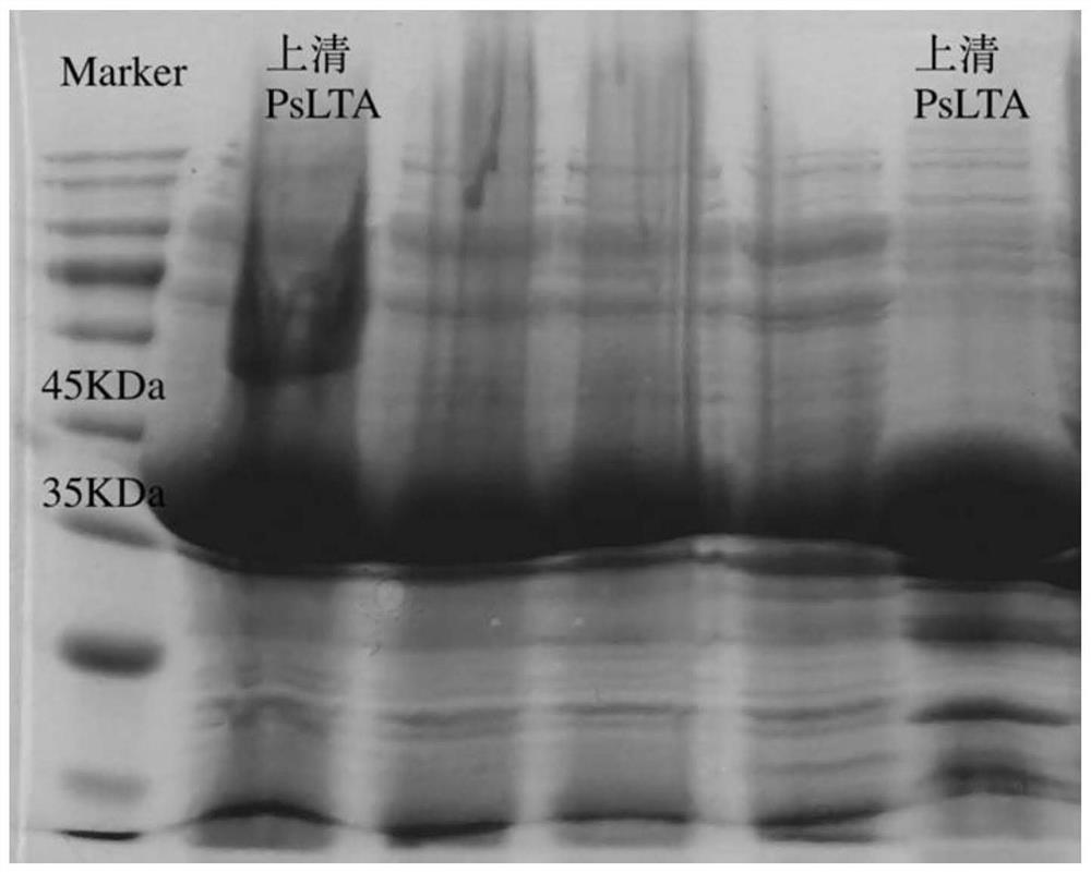 High-temperature-resistant L-threonine aldolase and application thereof to synthesis of p-methylsulfonyl phenyl serine