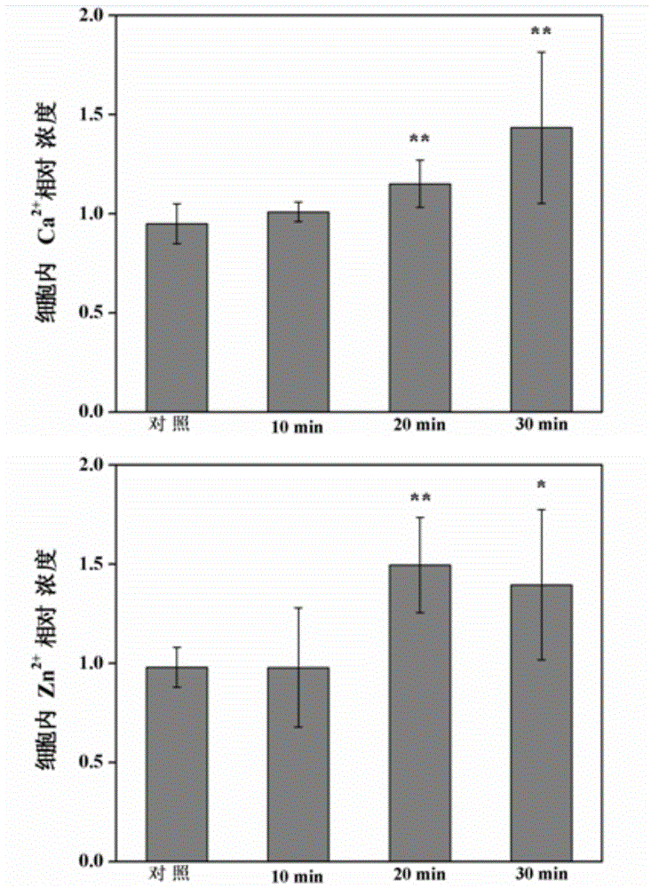 Heavy metal copper cytotoxicity detection method based on nitric oxide synthase NOS