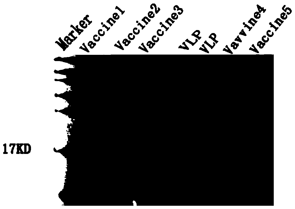 Human endothelin type a receptor immunogenic peptide and its carrier vaccine