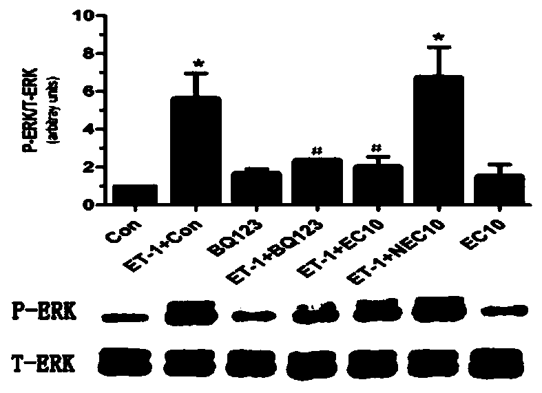 Human endothelin type a receptor immunogenic peptide and its carrier vaccine