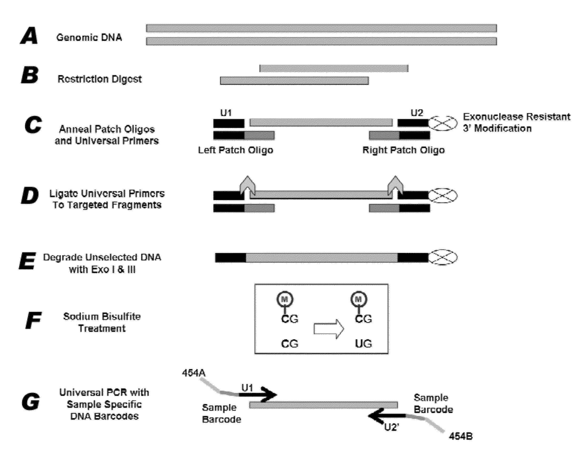 Method for multiplexed nucleic acid patch polymerase chain reaction