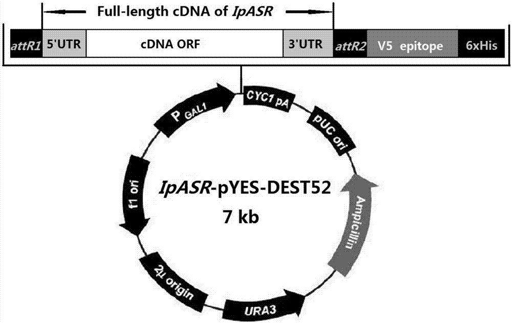 Ipomoea pescaprae IpASR gene, encoded protein and application thereof