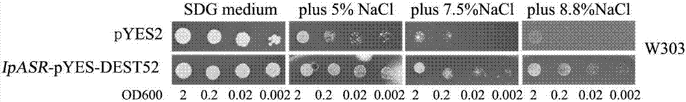 Ipomoea pescaprae IpASR gene, encoded protein and application thereof