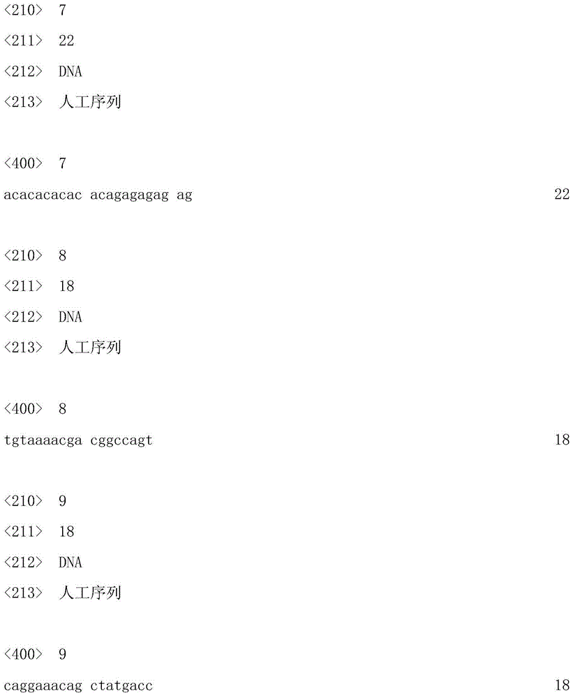 Zelkova SSR1 marker and primer pair and preparation methods and application thereof