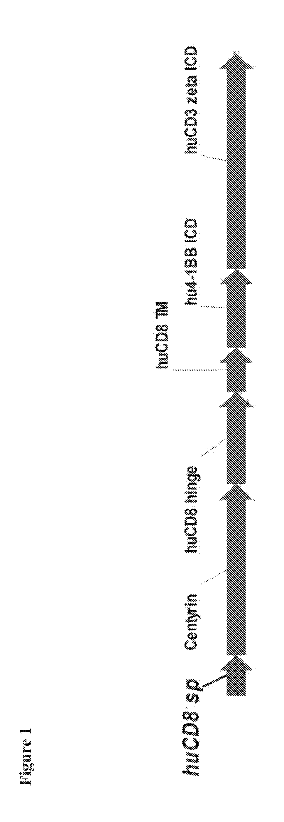 Chimeric Antigen Receptors Comprising BCMA-specific Fibronectin Type III Domains and Uses Thereof