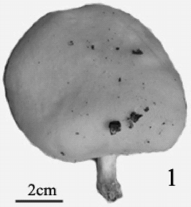 Identification method for wild oudemansiella species