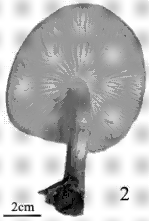 Identification method for wild oudemansiella species