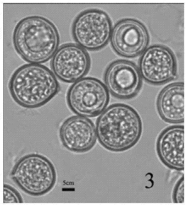 Identification method for wild oudemansiella species