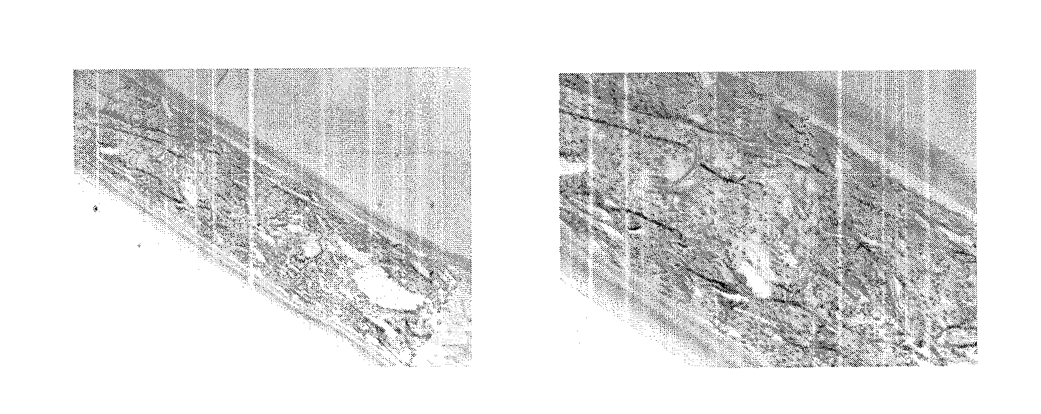 Cell Lines That Secrete Anti-Angiogenic Antibody-Scaffolds and Soluble Receptors and Uses Thereof