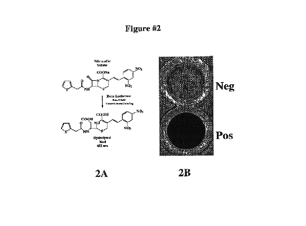 Protein fragment complementation assay (PCA) for the detection of protein-protein, protein-small molecule and protein nucleic acid interactions based on the E. coli TEM-1 beta-Lactamase