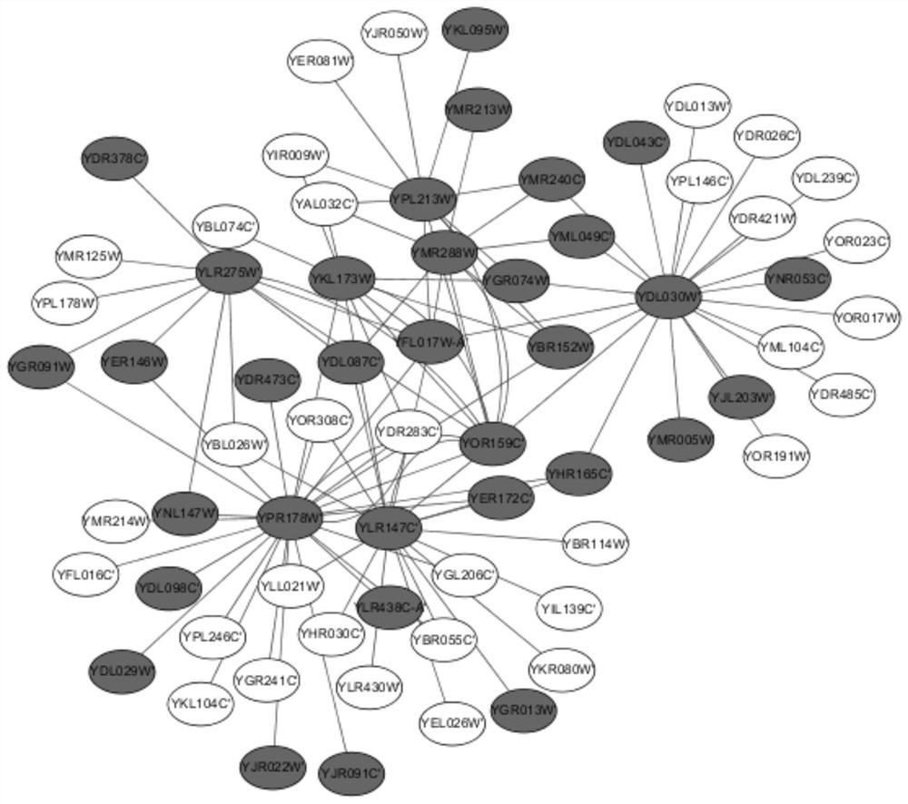 A Method for Identifying Key Proteins Based on Artificial Fish Swarm Optimization Algorithm