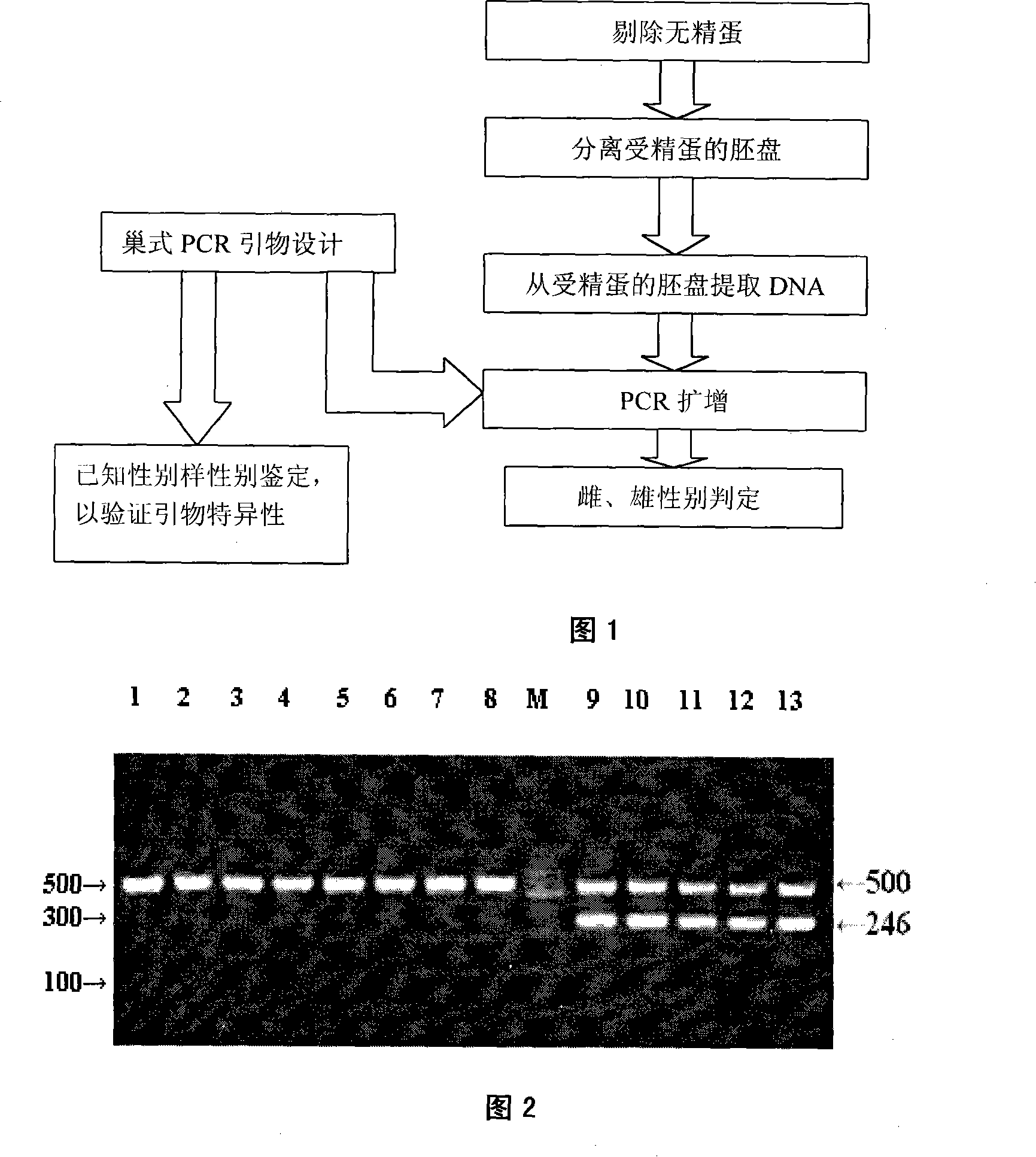 Method for appraising gender of chicken blastoderm by using multiple PCR