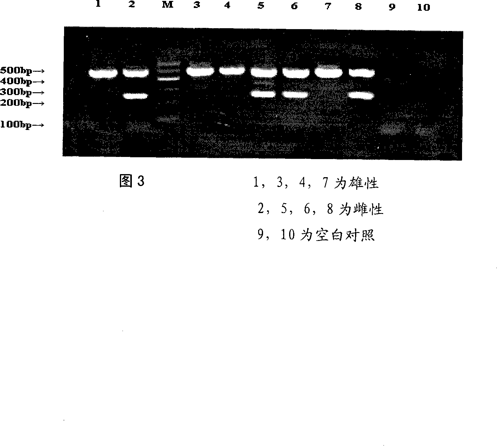 Method for appraising gender of chicken blastoderm by using multiple PCR