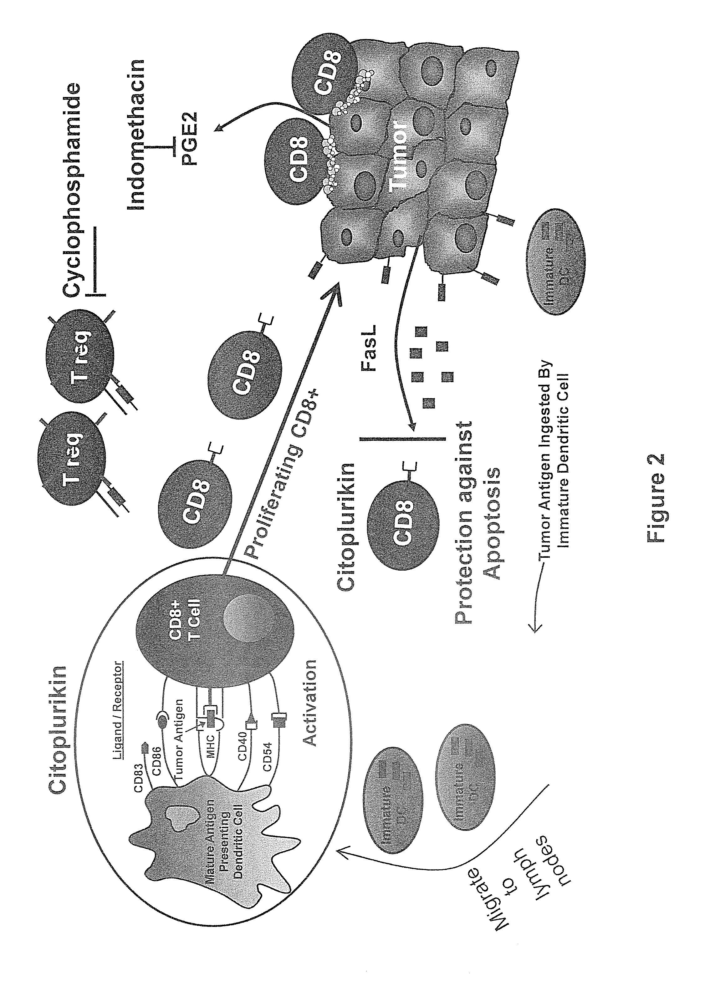 Method of increasing immunological effect