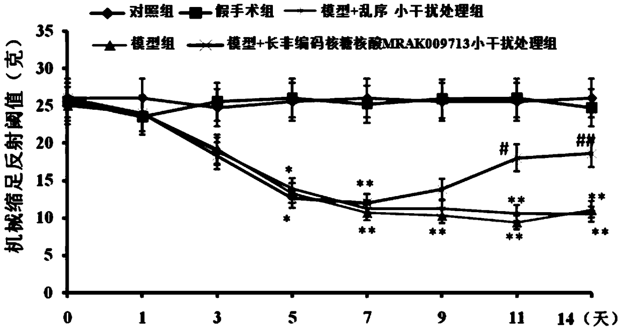 Application of long non-coding ribonucleic acid mrak009713 small interfering RNA in the preparation of neuropathic pain medicine