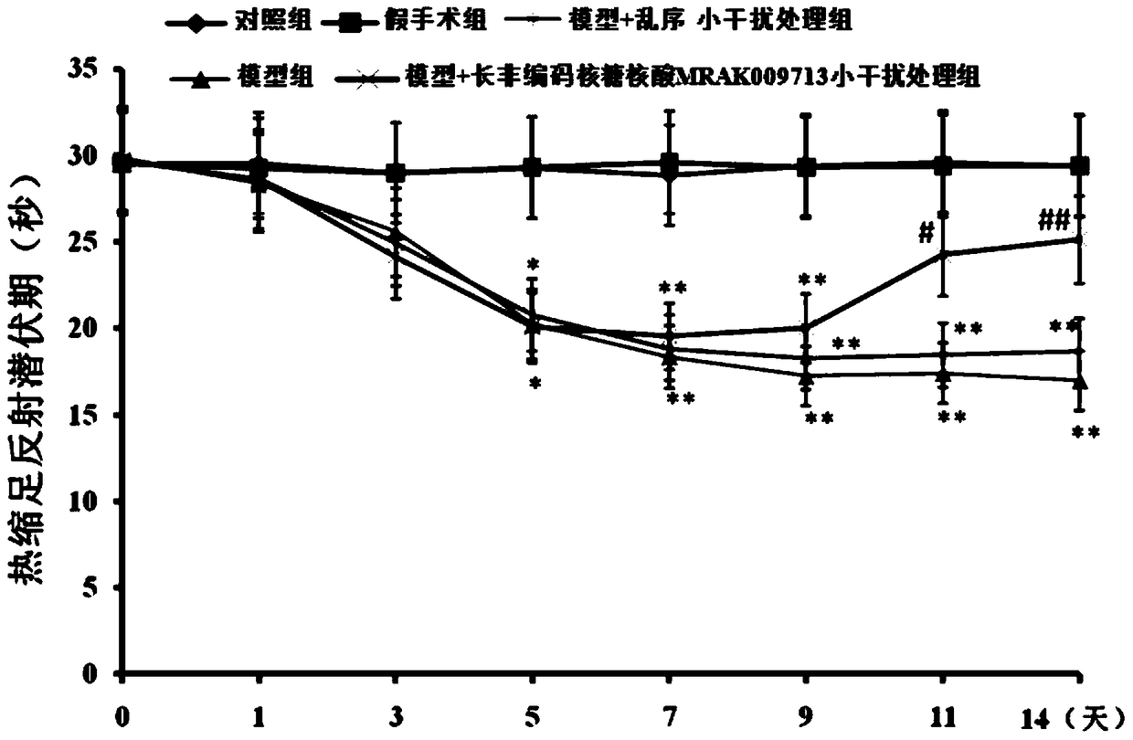 Application of long non-coding ribonucleic acid mrak009713 small interfering RNA in the preparation of neuropathic pain medicine