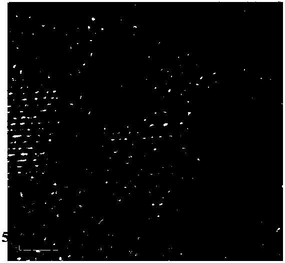 Compound catalyst with nanometer core-shell structure and preparing method of compound catalyst