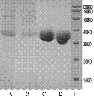 Recombinant IL-15 fusion protein and application thereof