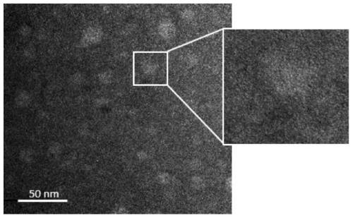 Application of DNA tetrahedron in preparation of drug for promoting myoblast proliferation