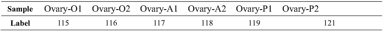 Method for screening and identifying Xinjiang Dolang sheep breeding associated protein screening at different physiological periods