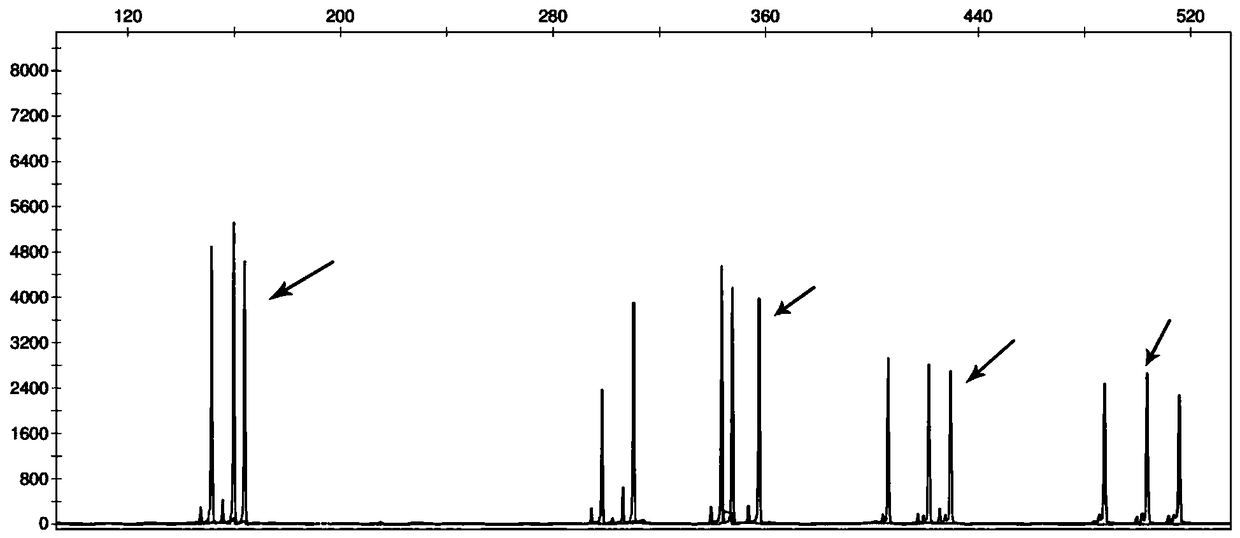 Primer set and detection kit for detecting STR gene locus of human chromosome 4 and application of primer set