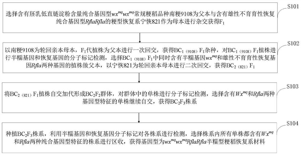 Method for rapidly and accurately breeding semi-glutinous japonica rice restorer line