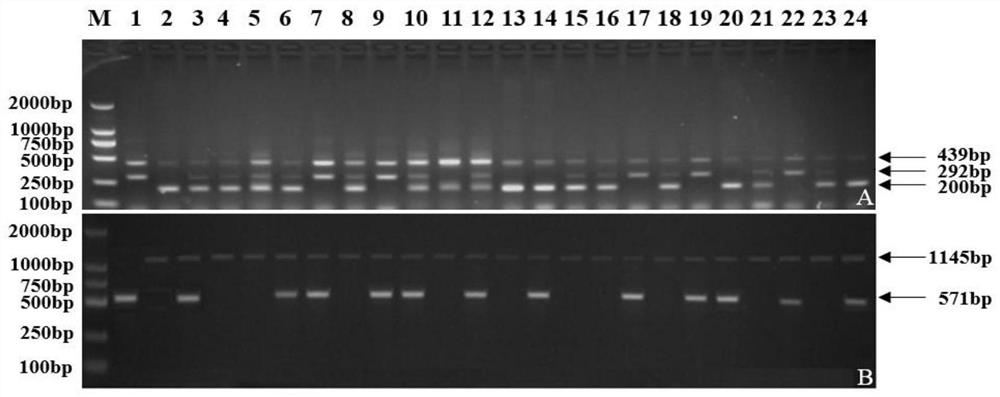 Method for rapidly and accurately breeding semi-glutinous japonica rice restorer line