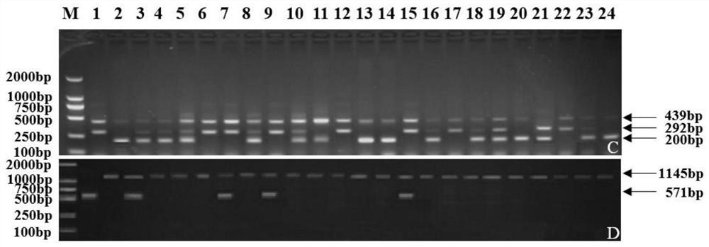 Method for rapidly and accurately breeding semi-glutinous japonica rice restorer line