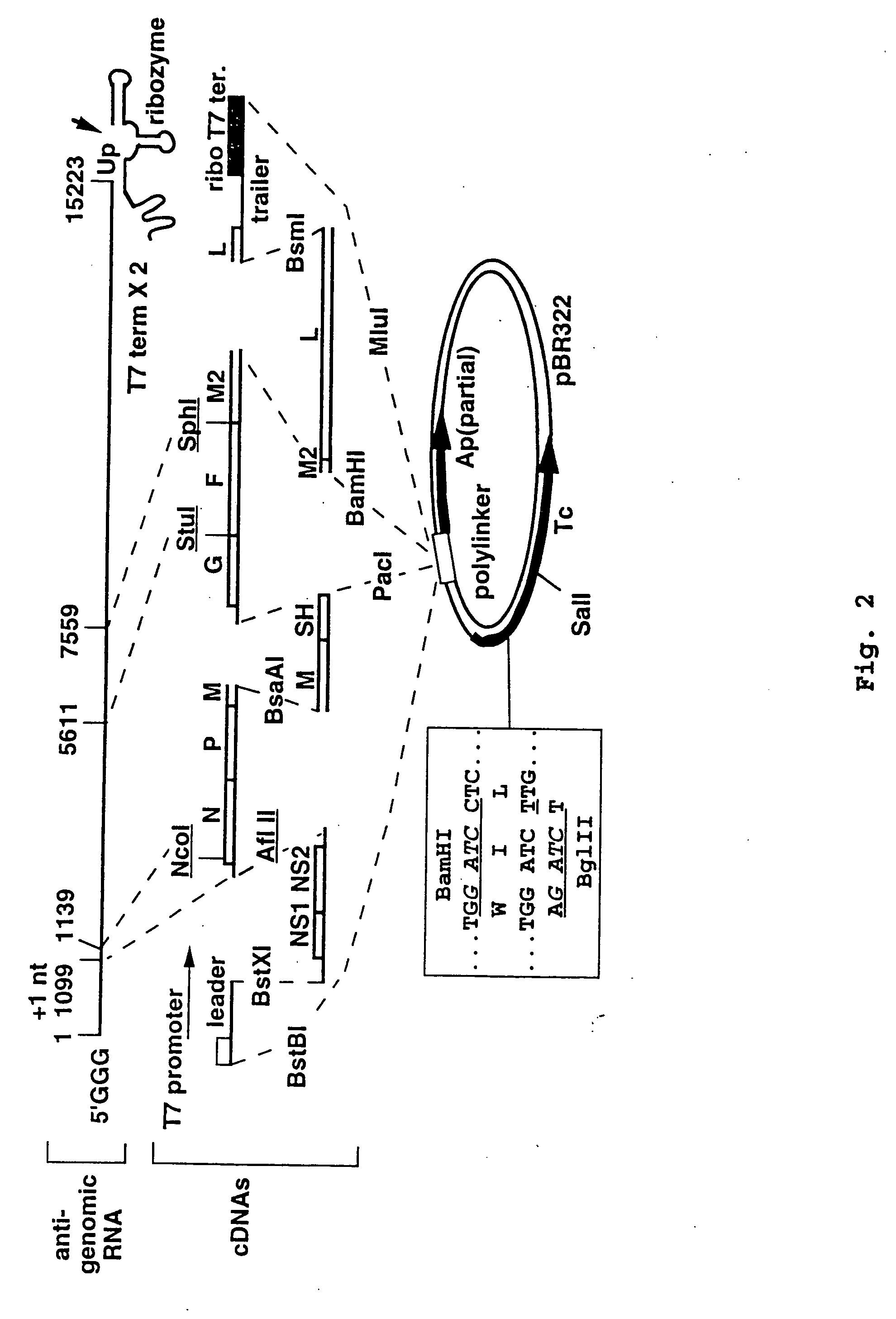 Production of attenuated respiratory syncytial virus vaccines from cloned nucleotide sequences