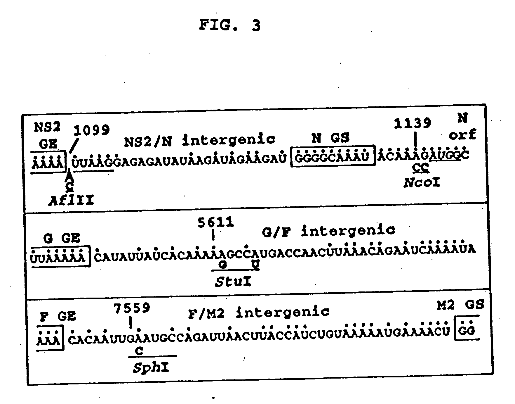 Production of attenuated respiratory syncytial virus vaccines from cloned nucleotide sequences