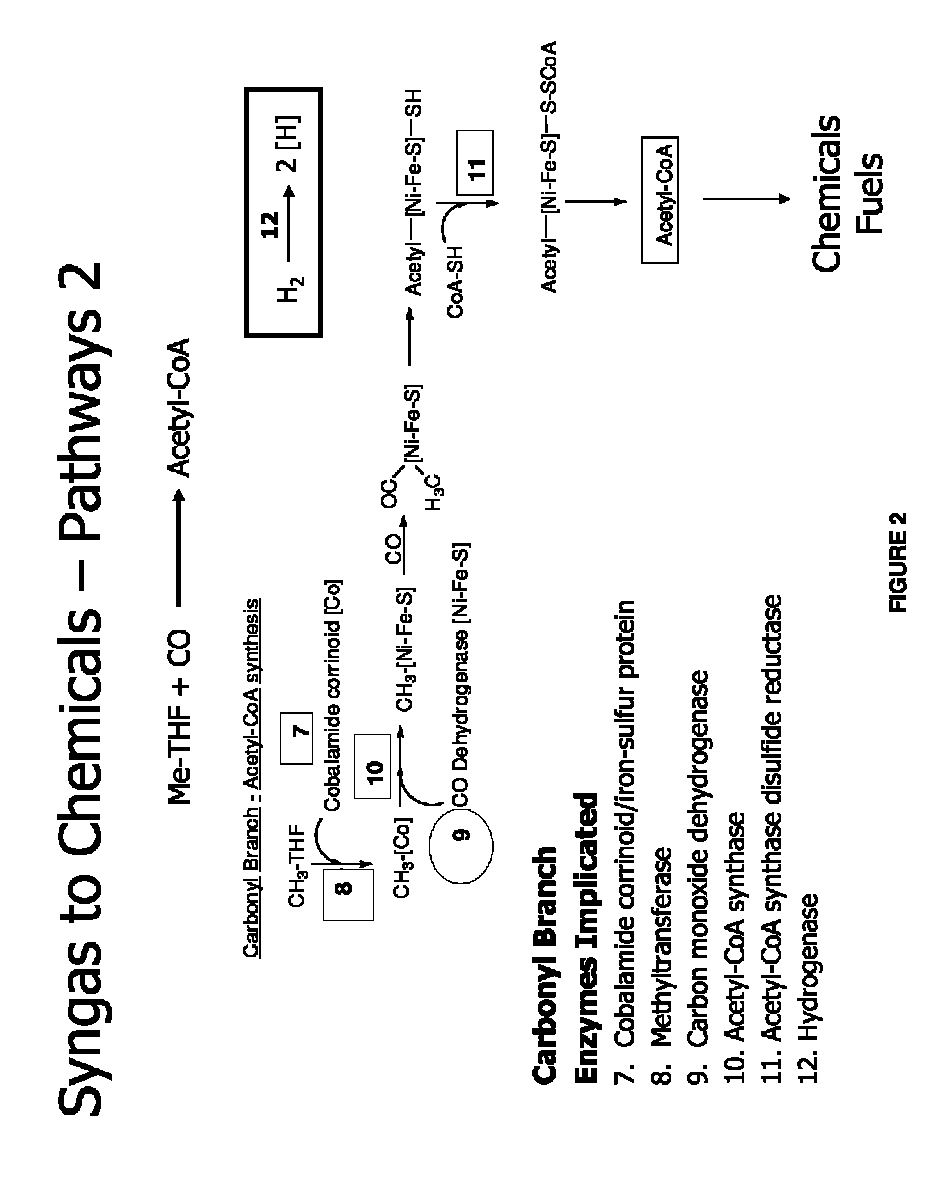 Methods and organisms for utilizing synthesis gas or other gaseous carbon sources and methanol