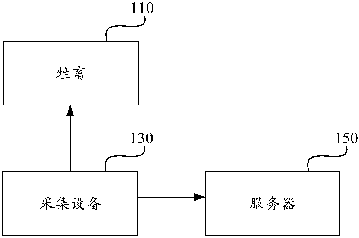 Method and device for measuring weight of livestock