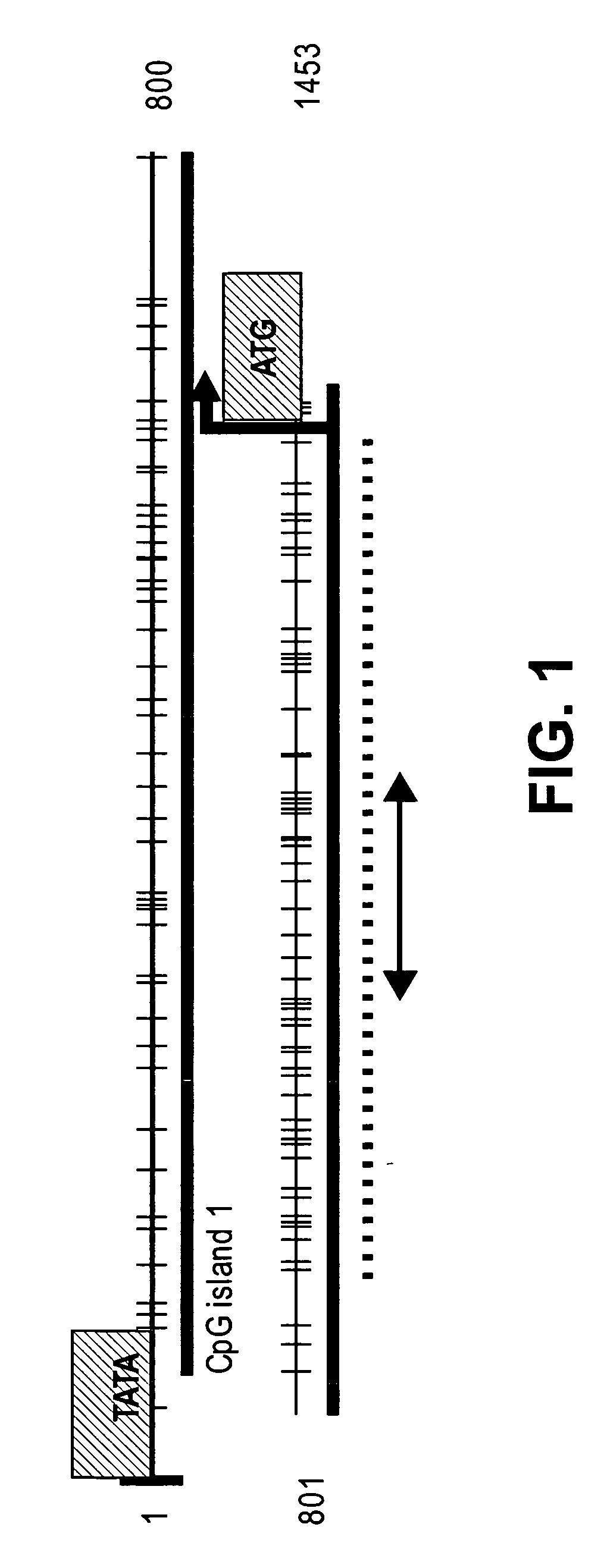 Methods for treating and diagnosing cancer with WNT inhibitory Factor-1 (WIF-1)