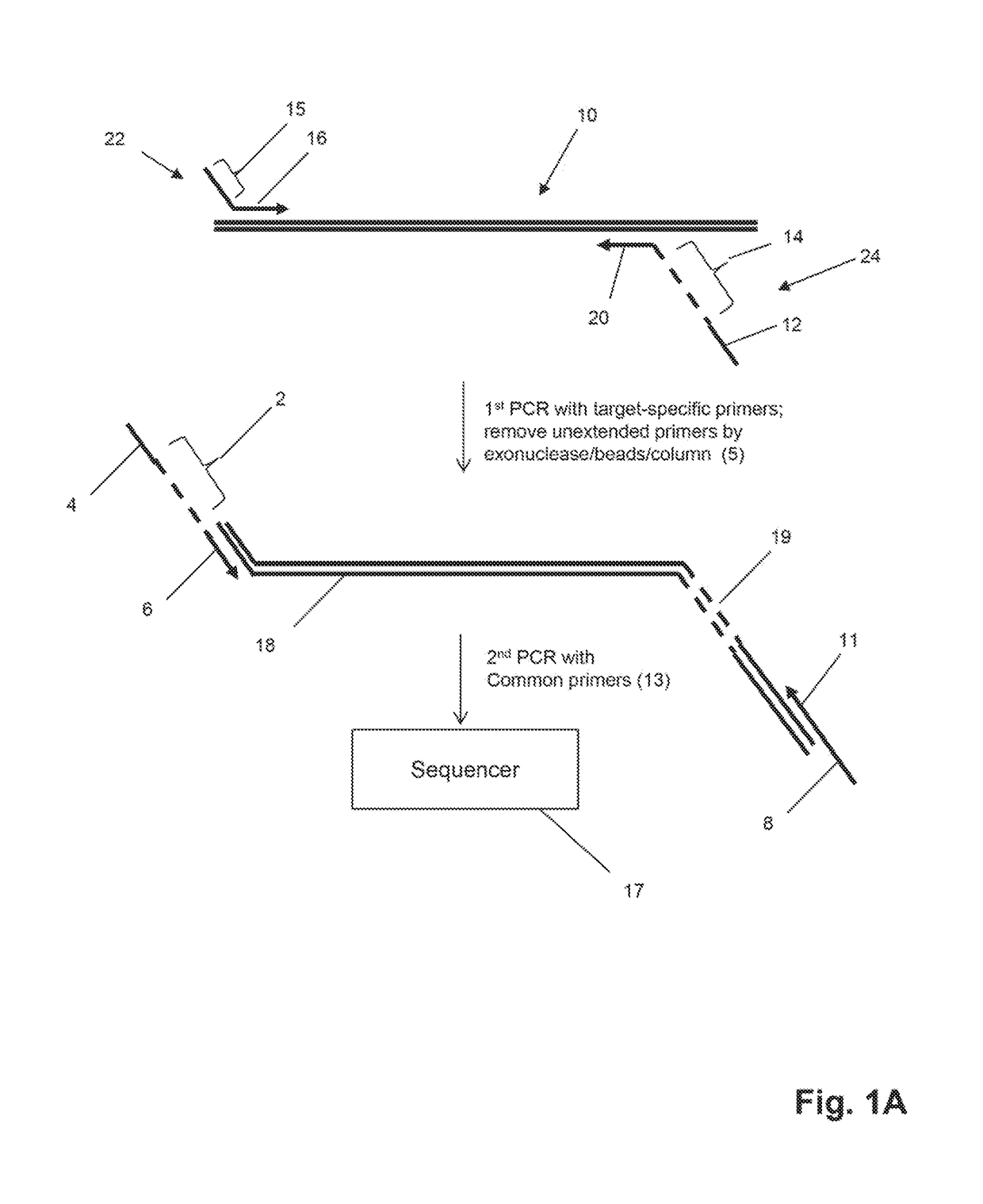 Method for genotyping clonotype profiles using sequence tags