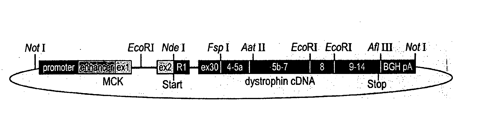 Retinal dystrophin transgene and methods of use thereof