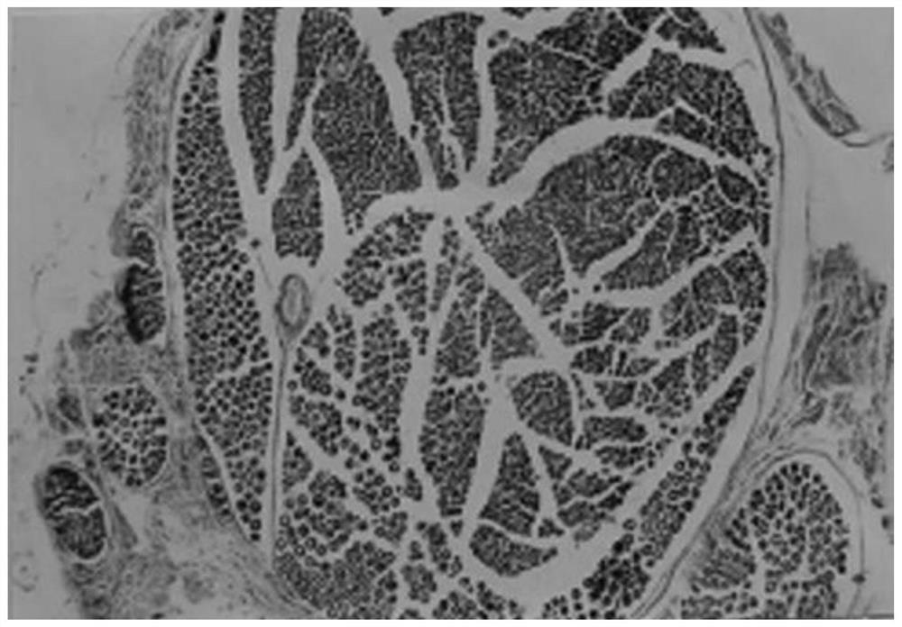 Industrial-grade preparation method and product of traditional Chinese medicine composition for preventing and treating diabetic peripheral neuropathy