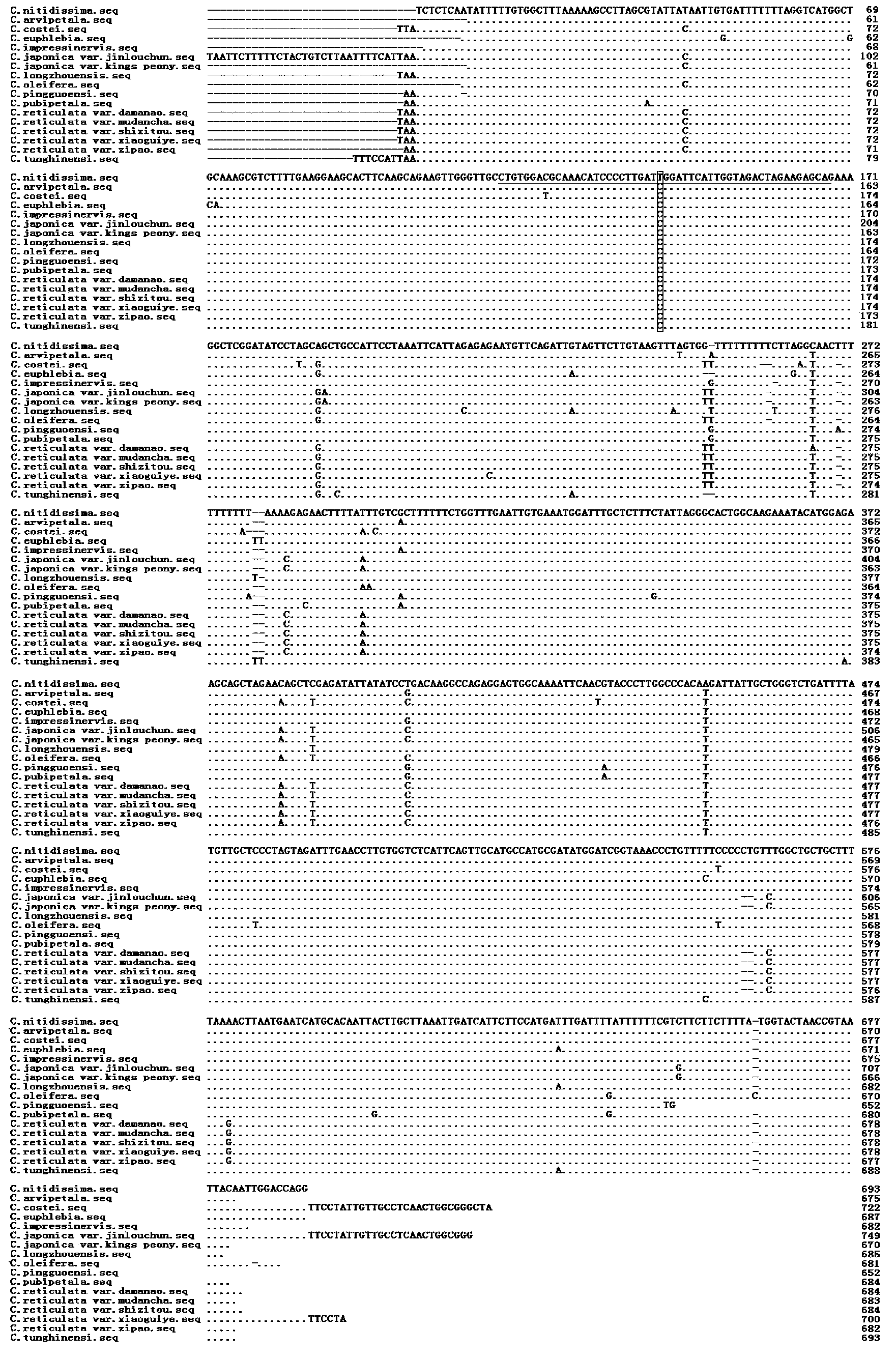 SNP molecular marker used for identifying camellia nitidissima and application thereof