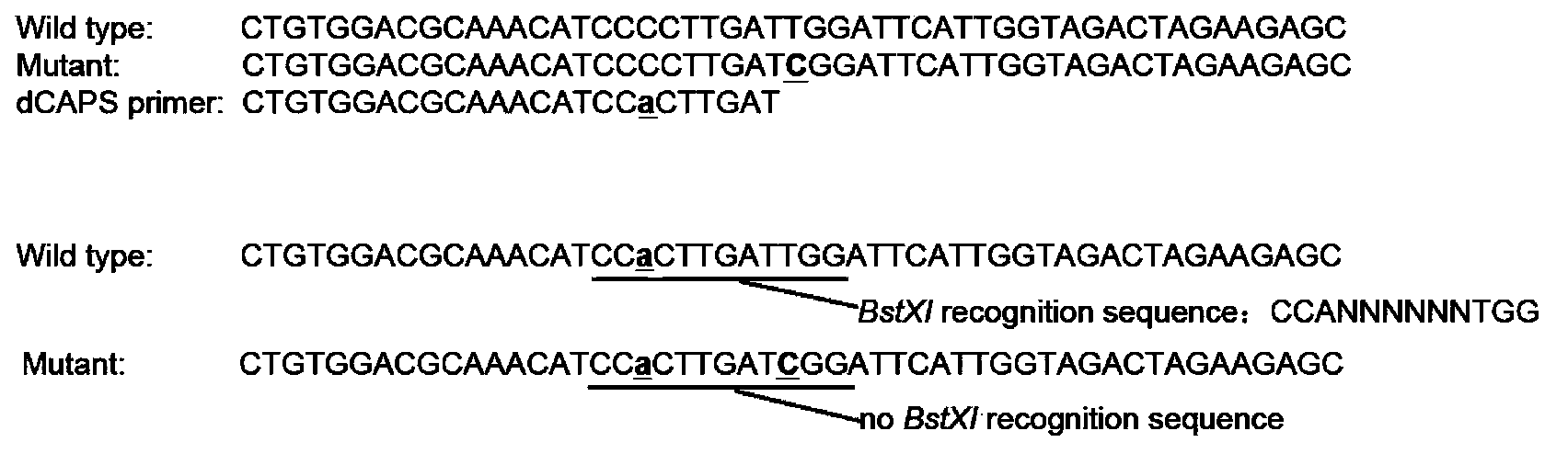 SNP molecular marker used for identifying camellia nitidissima and application thereof