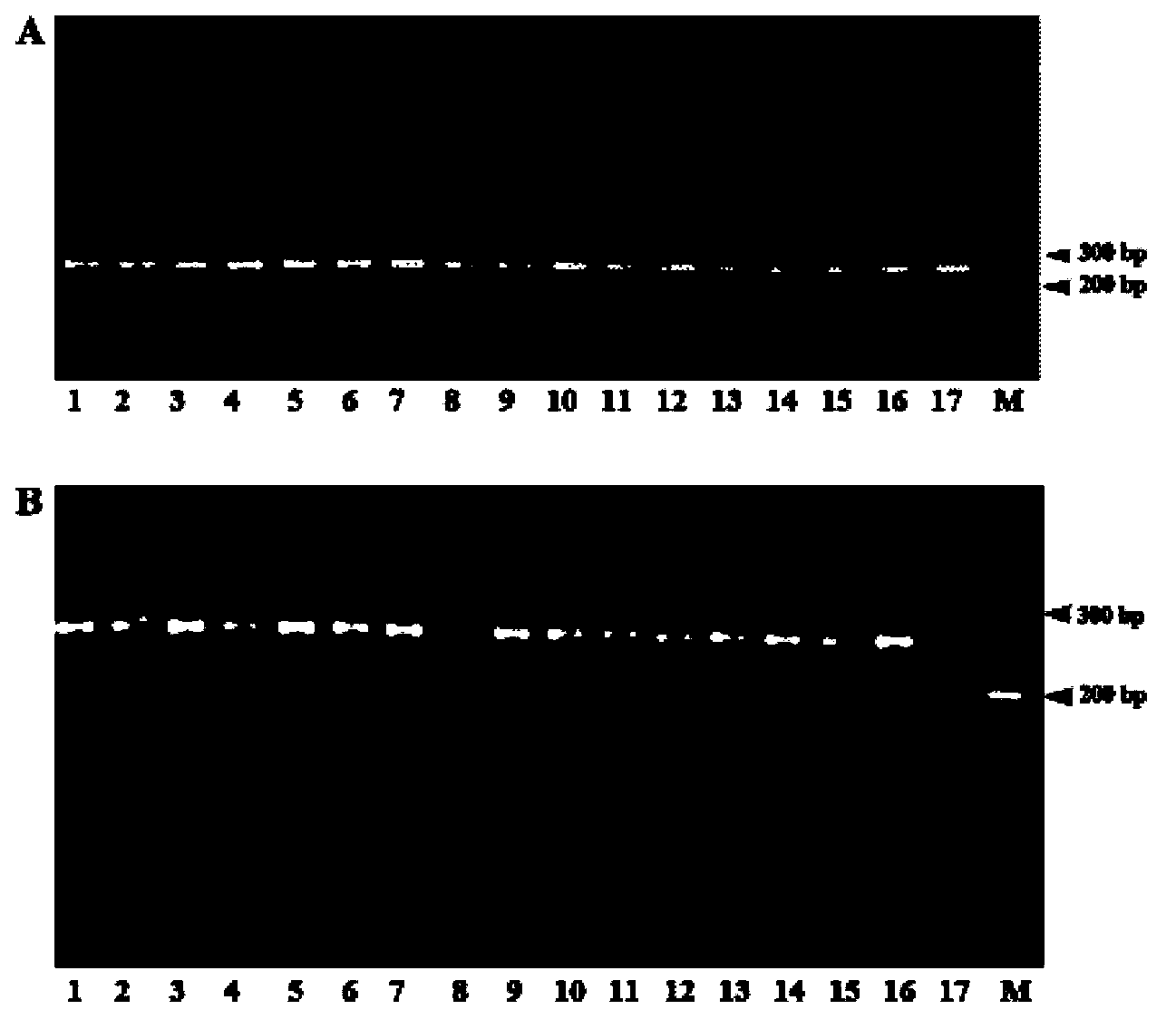 SNP molecular marker used for identifying camellia nitidissima and application thereof