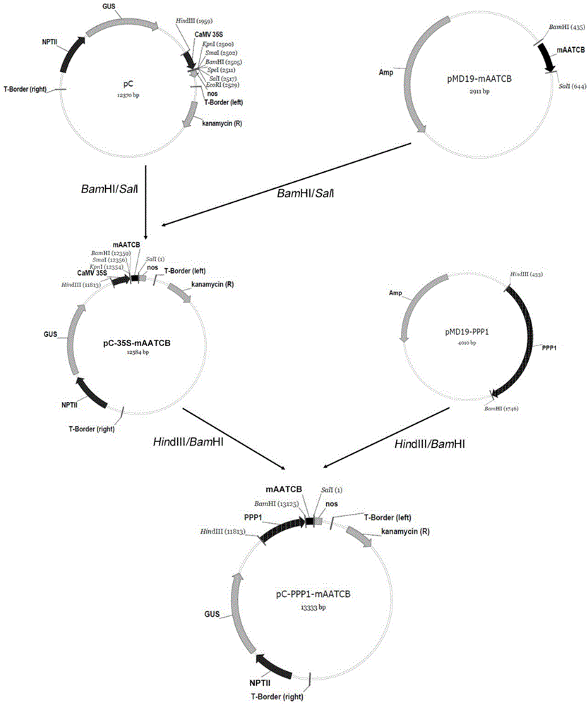 Plant expression vector for antimicrobial peptide induced expression and application thereof