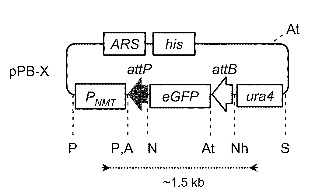 Site-specific recombination systems for use in eukaryotic cells