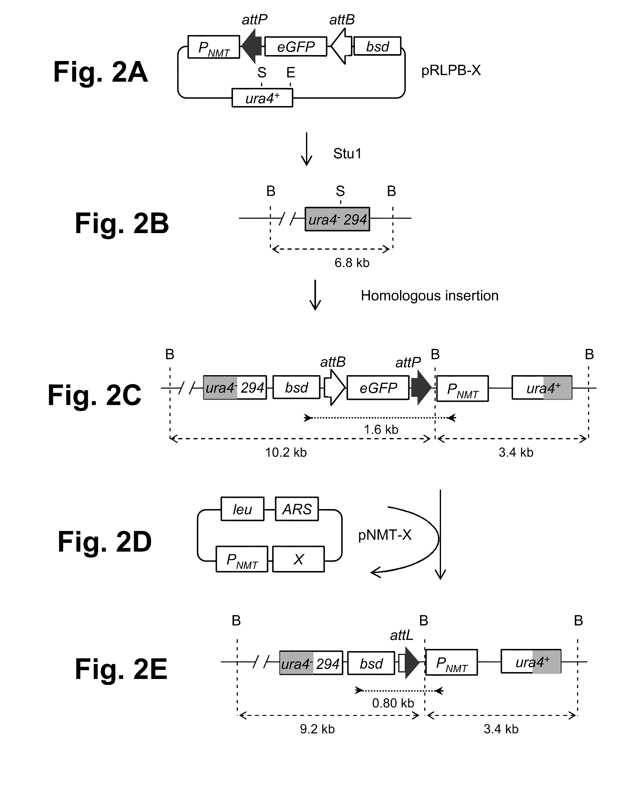 Site-specific recombination systems for use in eukaryotic cells