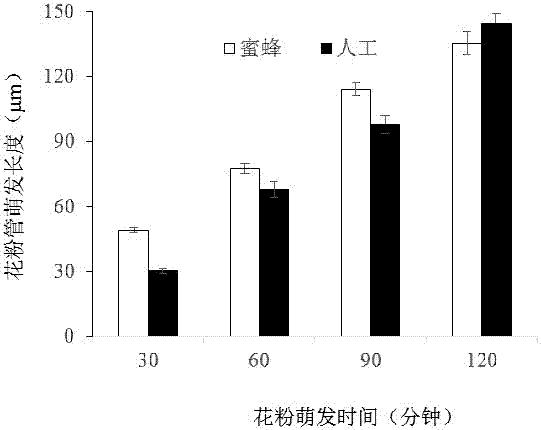 A method for obtaining pear pollen for pollination