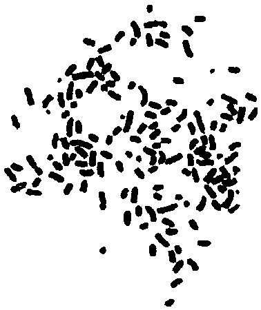 Anti-human B7-H1 monoclonal antibody preparation method and application of antibody to immunohistochemical detection