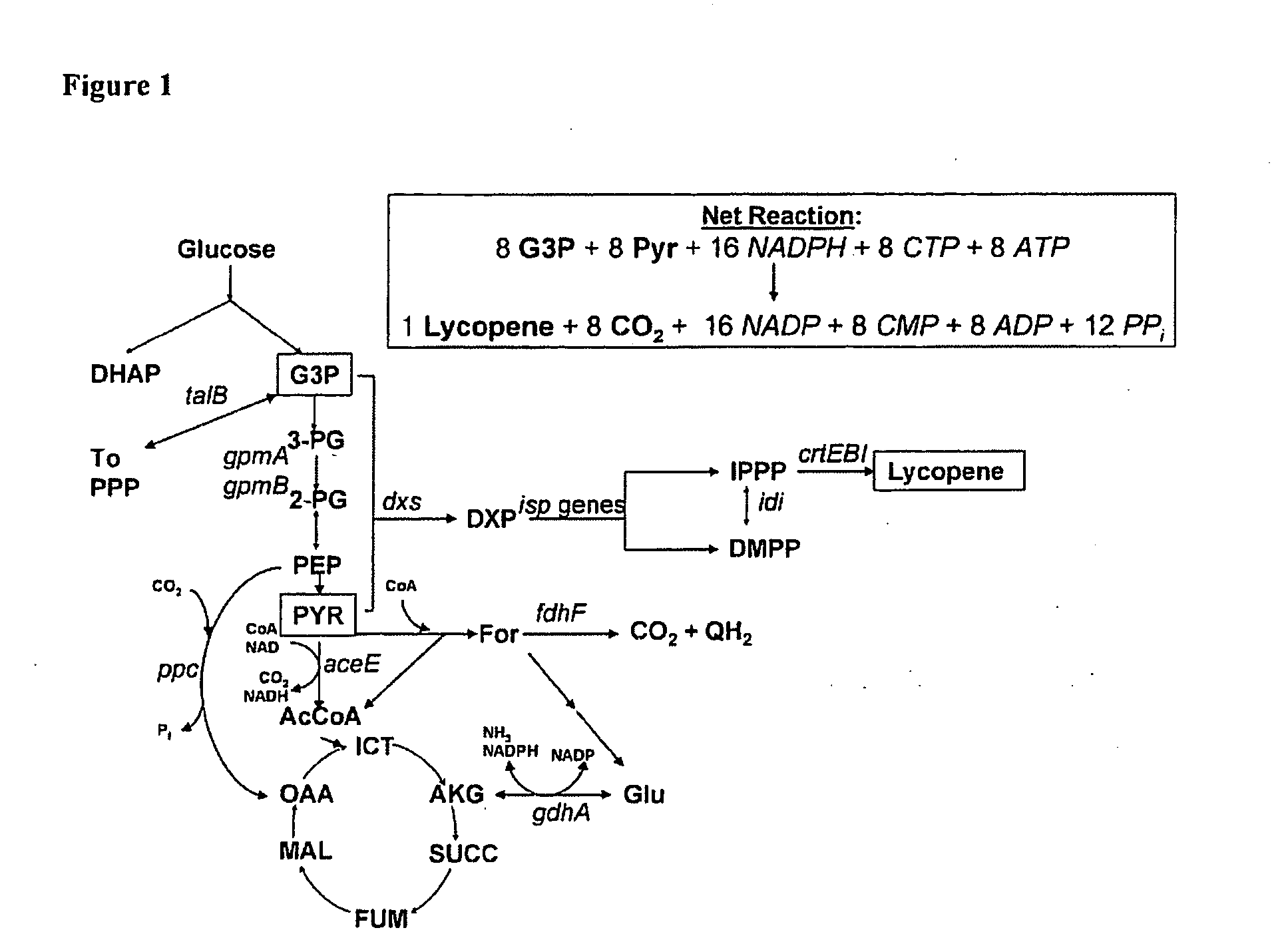 Gene targets for enhanced carotenoid production