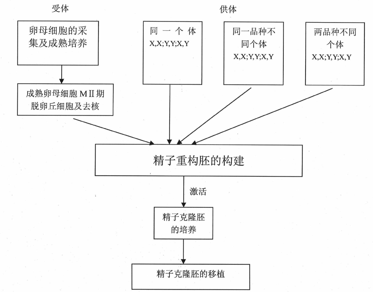 Method for cloning embryo with cattle spermatozoon