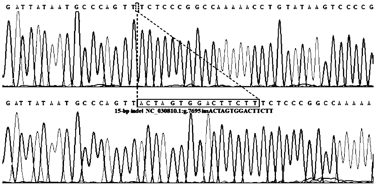 Goat HIAT1 gene insertion/deletion polymorphism detection method and application thereof